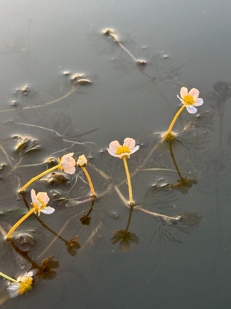 Six tiny white buttercups poke up out of where they are growing in the water. You can see a tangle of greenery underneath the surface. The setting sun lights up everything in a golden glow and cause the flowers to be reflected in the surface. 