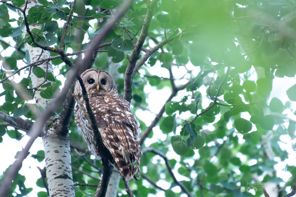 A large, brown, barred owl perches on a small dark branch in the canopy of a trembling aspen. It's large, dark eyes are looking up into the distance. 