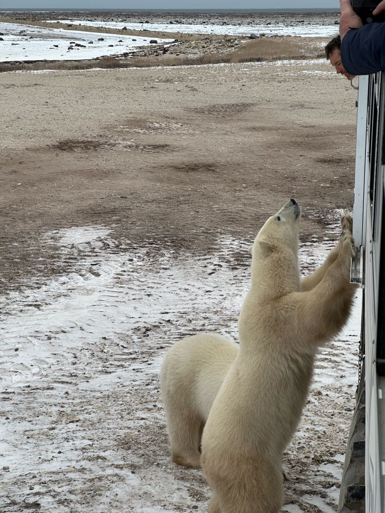 A smallish polar bear leans his front paws on the side of a large white tundra buggy and looks up at the driver who is looking out the window. A second bear stands behind the first.