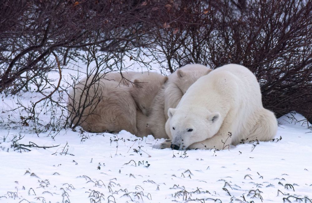 Two darker coloured 11-month-old polar bear cubs snuggle against their mother's side in the snow under a tangle of willows. 