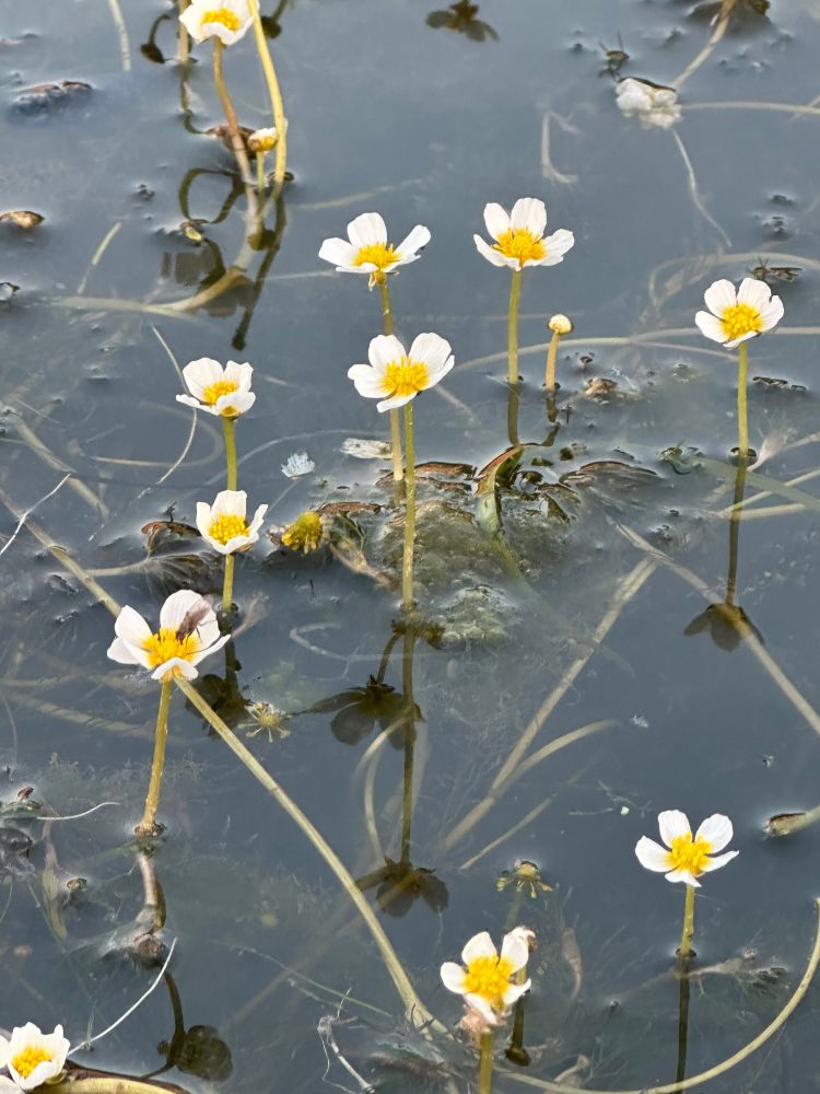 Ten tiny white buttercups poke up out of where they are growing in the water. You can see a tangle of greenery underneath the surface. The setting sun lights up everything in a golden glow. 