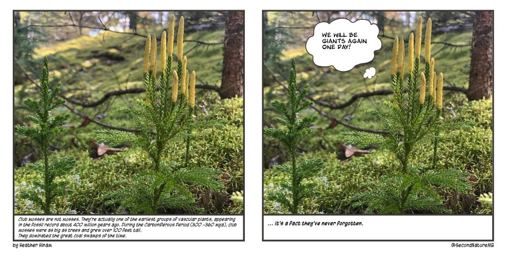A two-panelled comic strip featuring a photo of a club moss in both. It looks like a small, almost miniature conifer tree. The first panel reads: Club mosses and not mosses. They are actually one of the earliest groups of vascular plants, appearing in the fossil record about 400 million years ago. During the Carboniferous Period (300-360 mya) they were as big as trees and grew over 100 feet tall. They dominated the great coal swamps at the time. 

The second panel reads: ... it's a fact they've never forgotten. A thought bubble from the moss reads (we will be giants again one day!)