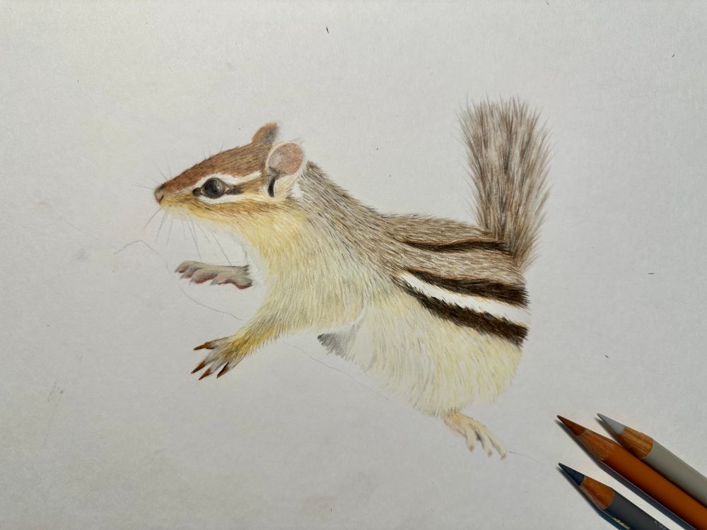 A coloured pencil drawing of an Eastern chipmunk sitting on a log. The log has not been coloured in yet. 
