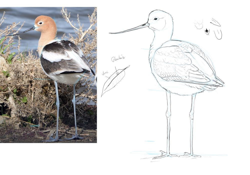 A digital drawing of an American avocet viewed from the back. The photo of the bird is on the left of the frame while the drawing is on the right. 