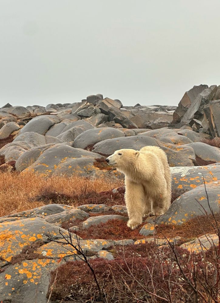 The polar bear stands on brown moss among rounded boulders of granite and looks off to the left of the image. It is very close to the photographer who is safely inside a vehicle.