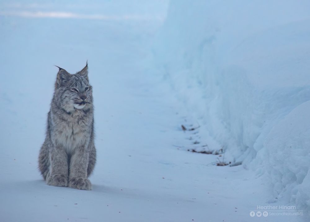 A chonky, fluffy, grey juvenile lynx sits in a snowy driveway an stares off into the distance to the right. 