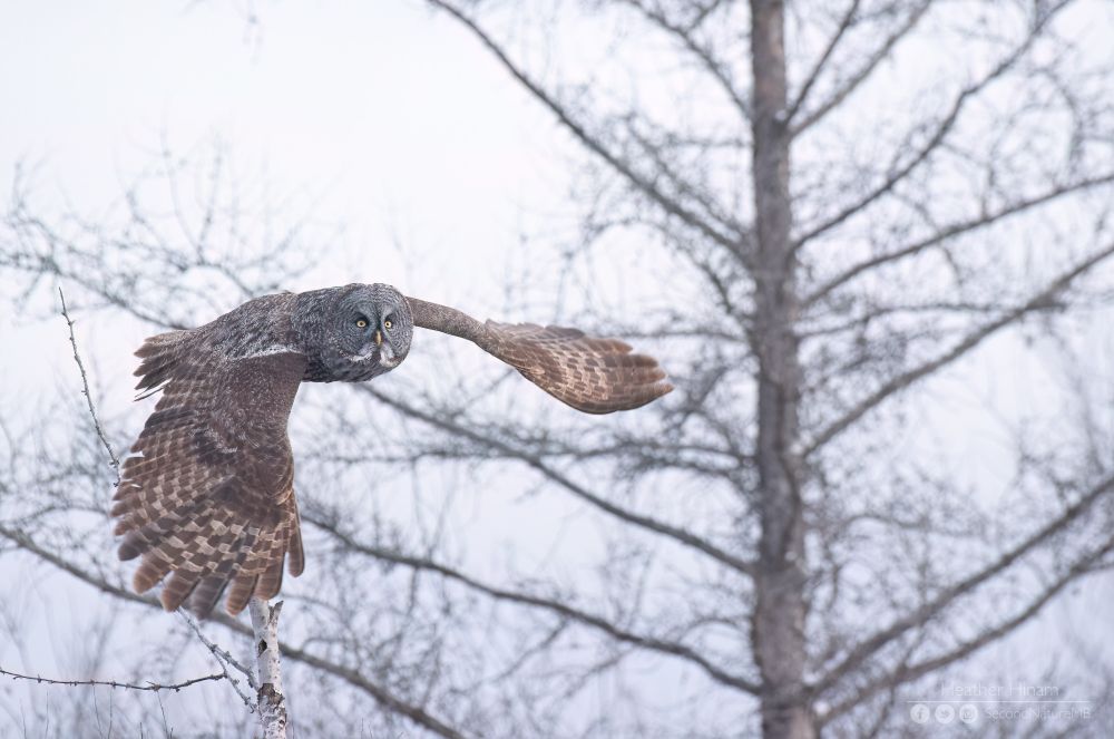 A large great gray owl takes off from its perch atop a small birch snag. Its five-foot wings are spread right out in a down stroke as the owl looks up toward its next perch. A bare tamarack fills the background behind it. 