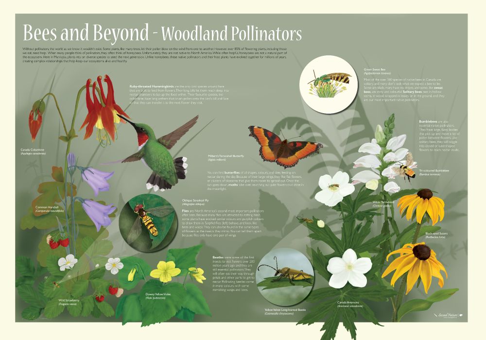 A poster titled Bees and Beyond - Woodland Pollinators. It is a complex and colourful illustration of plants and their pollinators. On the left we have red columbine pollinated by a ruby-throated hummingbird. There are also purple harebells, wild strawberries and downy yellow violets. There is a yellow and black hover fly on the strawberries.

