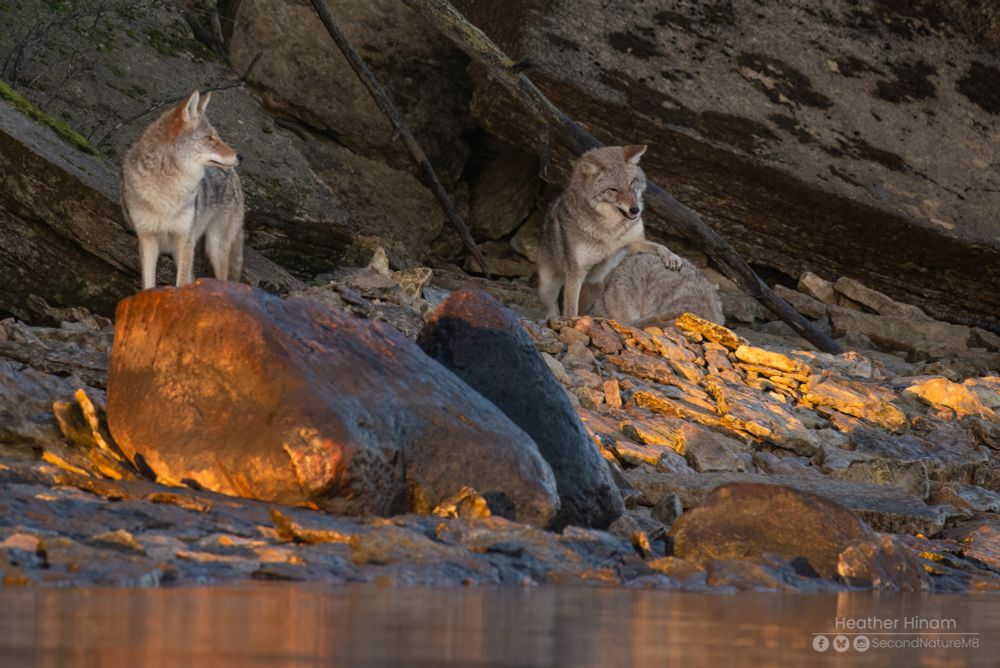 Three coyotes in the golden light of the morning sun along a rocky, shore against an wall of fallen limestone cliffs. The one on the left looks off into the distance, ignoring the other two. You can't see the head of the one on the right, who is presumably feeding on fish carcasses. The one next to it has it paw on the other's back and is snarling, trying to get its attention, annoyed that it's not getting to share in that particular fish.