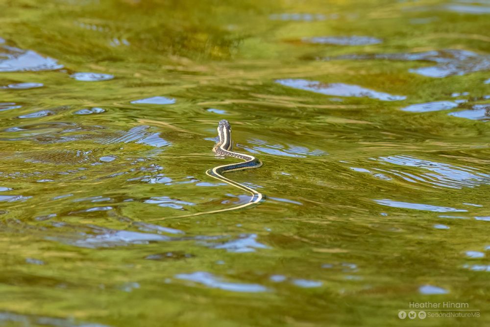 Looking over the back of a yellow and green striped garter snake as is undulates over the surface of slightly wavy greenish water. 