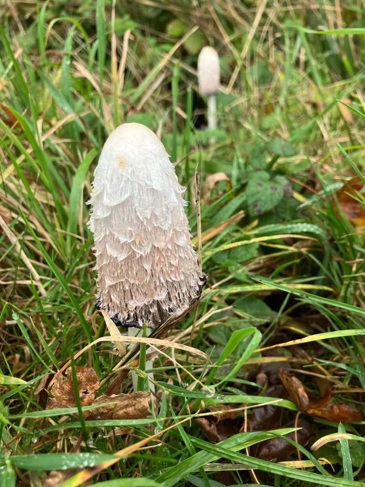 Inkcap fungus, fruiting body in rough grassland. 