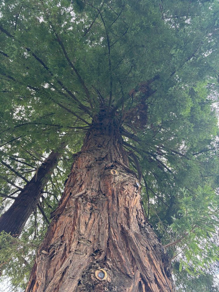View looking up into a redwood tree, photo centered on trunk pulling upward to branches 