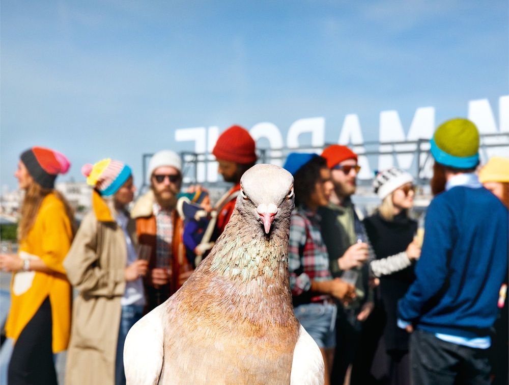 Pigeon stares directly into camera, into your soul, with utter contempt and attitude. Background of people in woolen hats and a blue sky