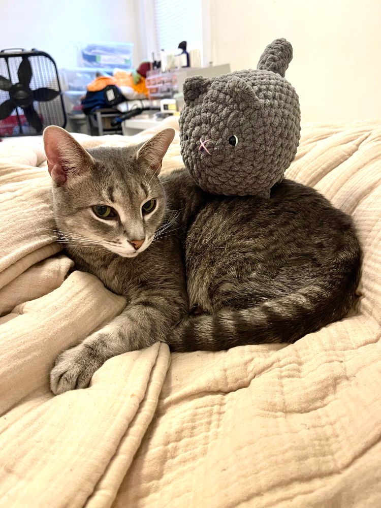 Kuli, A beautiful diluted grey tabby bastard with a plush cat amigurumi of him I made!