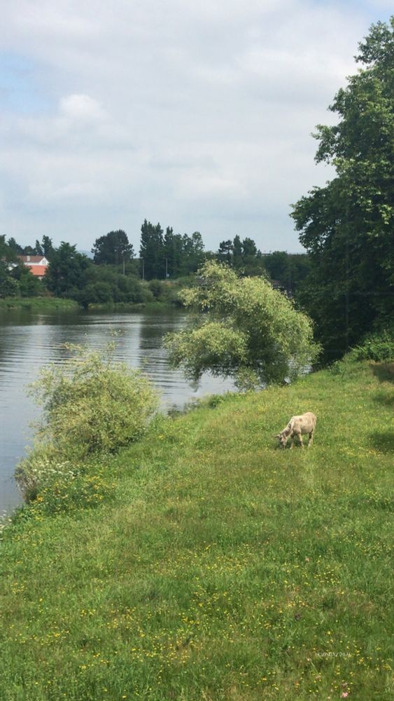 A lone animal grazes by the water’s edge, as trees bend gently toward the river - where quiet gathers.