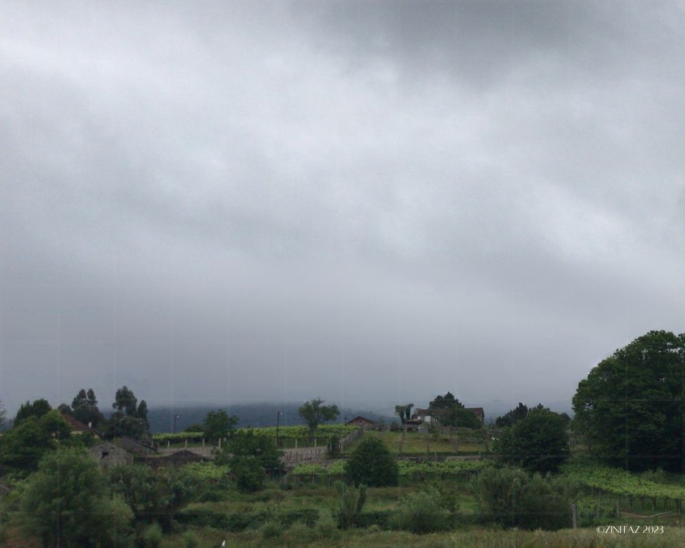 A quiet landscape wrapped in mist and lush green vines under a grey morning sky.