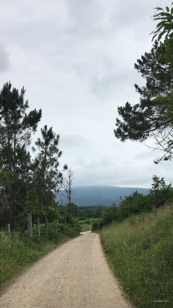 A sandy path winds through green, flanked by pines, leading toward a distant blue hill beneath a soft, grey sky - where the blue holds the weight