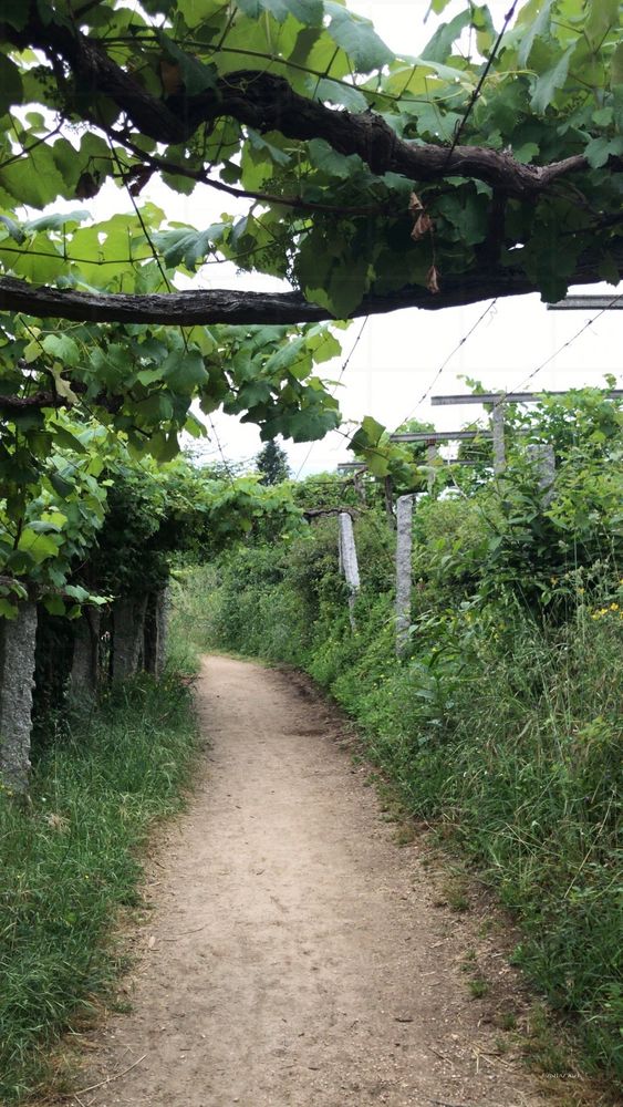 A narrow, sandy path winds beneath green vines, enclosed in soft, shaded stillness.