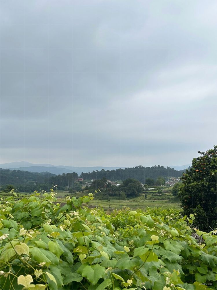 Vineyards stretch into misty hills under a grey sky - green peace in every shade.