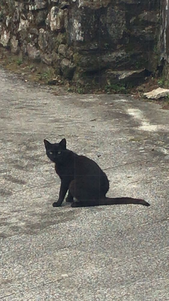 A black cat sits still on the street, eyes meeting mine for a quiet moment on the way.
