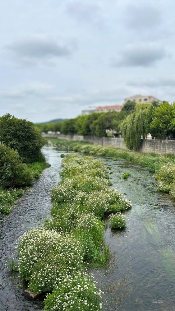 White blossoms drift on green tufts midstream - a quiet bloom upon the river.