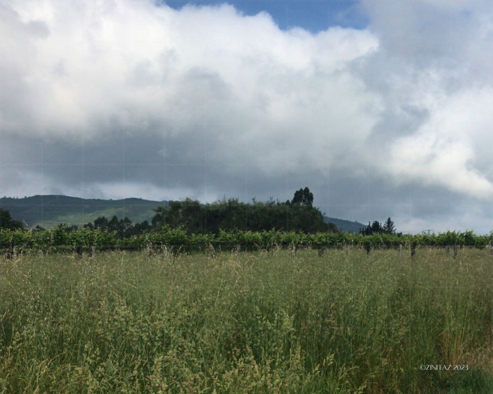 Tall grass and vineyard rows stretch beneath a sky of soft, heavy clouds - under cloudlight.
