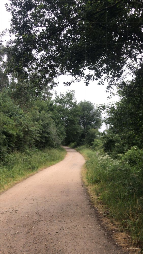 Sandy, winding path curves through fresh green, lit by morning light - the way smiles back.