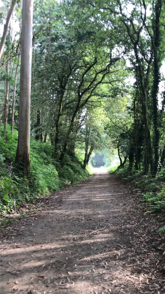 A dappled forest path winds through tall trees, their leaves forming a green canopy - far ahead, a soft blue glow beckons from the tunnel’s end.