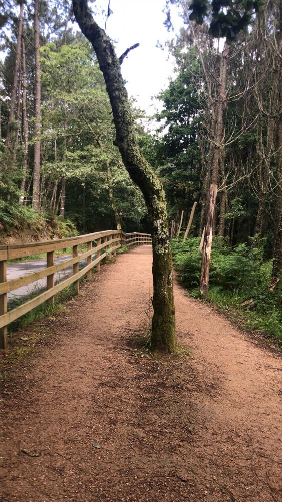 A sandy path splits at a tree in the green - no right way, only yours.