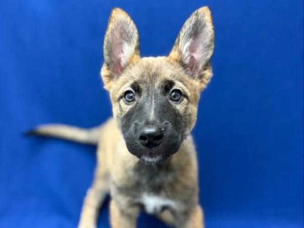 Photo. A young tan and black puppy with large, upright ears sits on a blue background, looking directly at the camera.