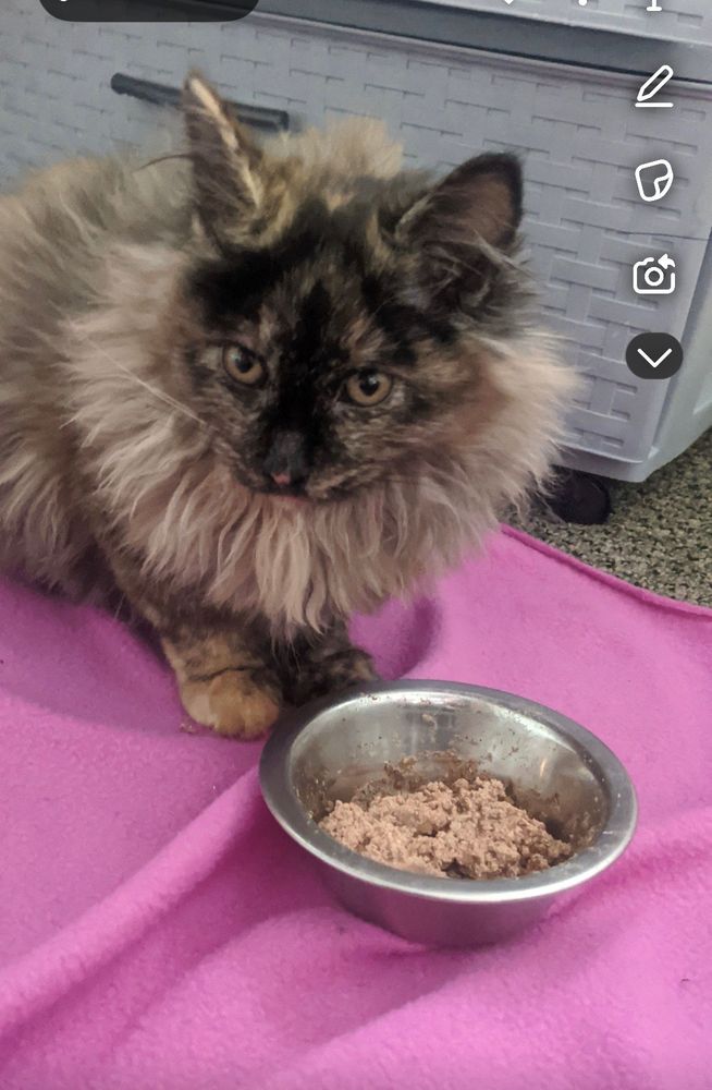 Photo. A fluffy tortie cat sits on a pink blanket. A dish of wet food is in front of her. The kitty has a dark tortie face and a light ruff.