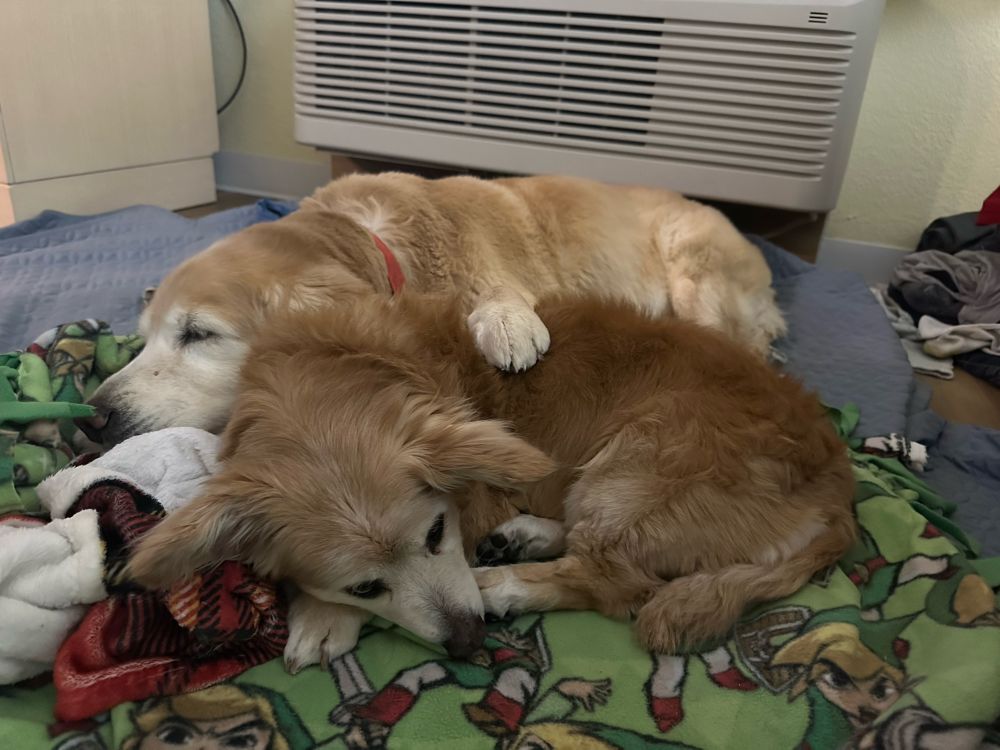 Golden retriever and golden corgi snuggling