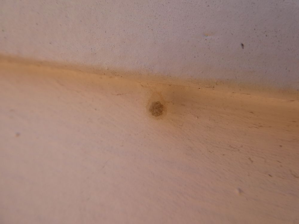 Photo of what looks sort of like a cluster of eggs inside a transparent woven sack. It is attached to a wall.
