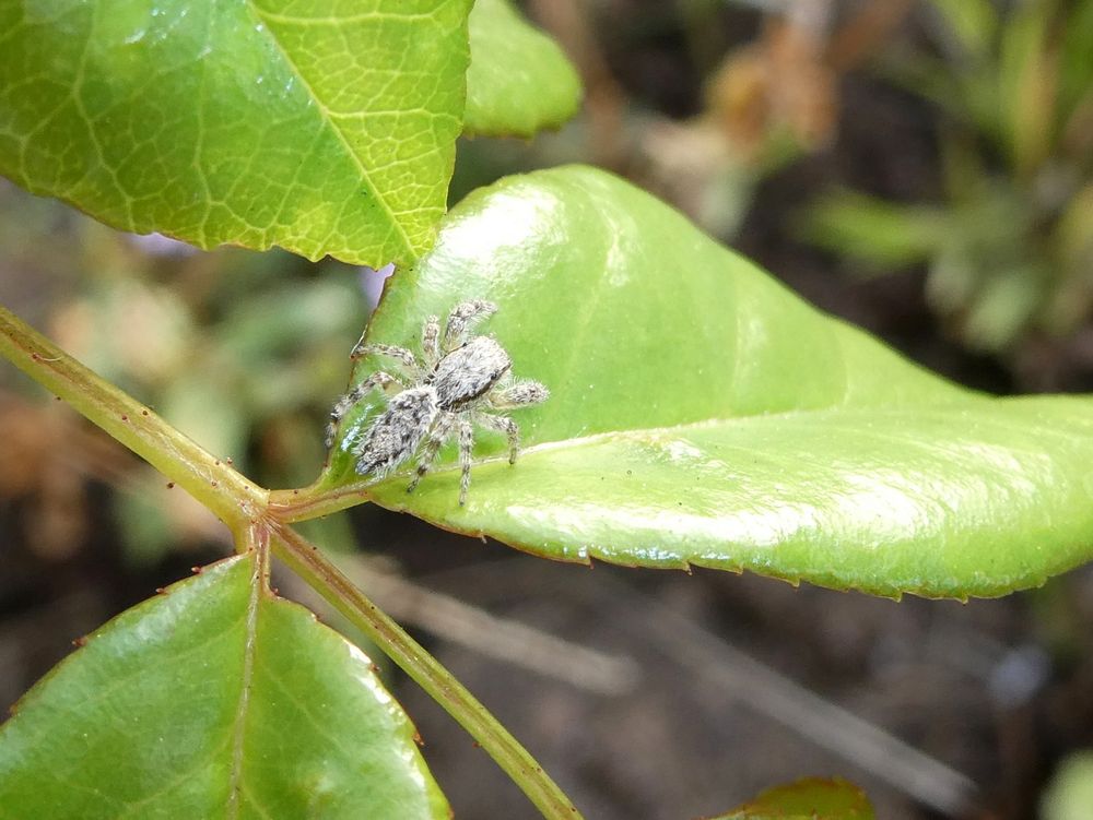 Photo of the small pale gray jumping spider exploring a rose leaf it was been released onto. It is very fuzzy.