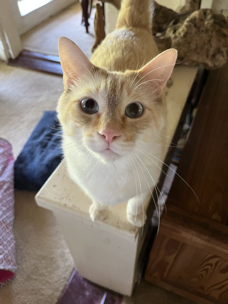 Photo of a pale diluted orange tabby looking up at the camera with big, pale blue eyes. All of the whiskers on one side look like they were cut in half.