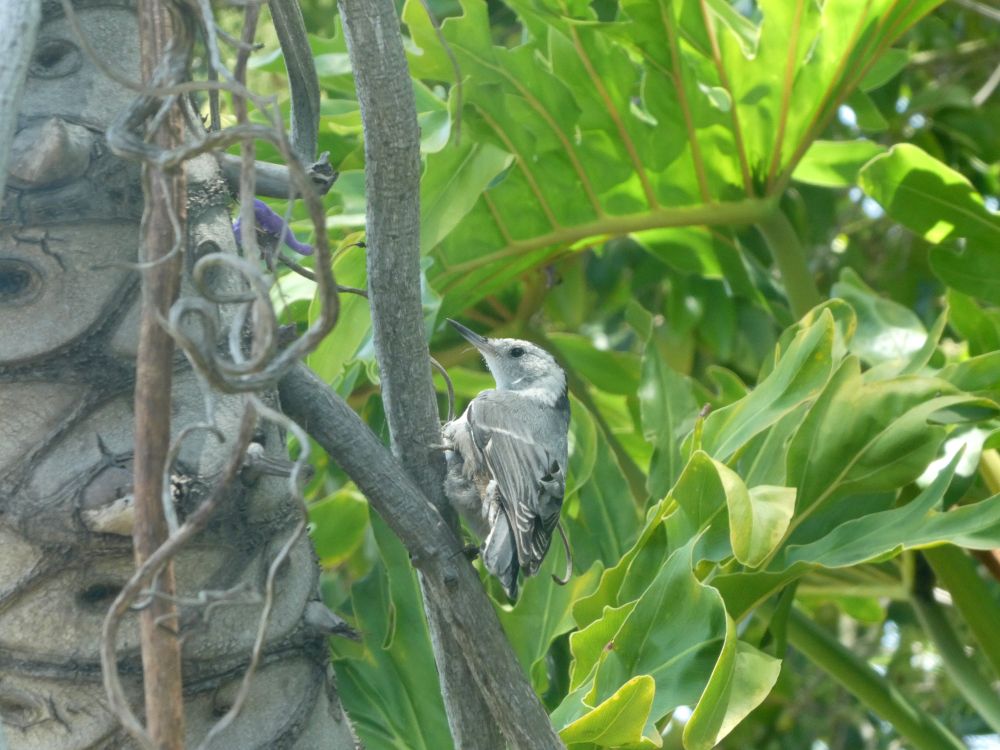 Photo of a white-breasted nuthatch perched sideways in a philodendron. It is a small bird with a long sharp bill, white face and chest, black stripe from the top of the head to the neck, and a grayish back.