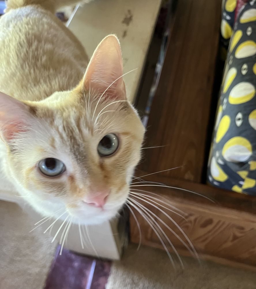 Blurry photo of a pale diluted orange tabby looking up at the camera with big, pale blue eyes. All of the whiskers on one side look like they were cut in half.