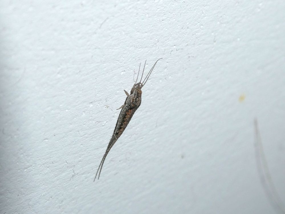 Photo of a bristletail on a white wall. It is long and mottled gray with big eyes and three tails. It vaguely resembles a shrimp.