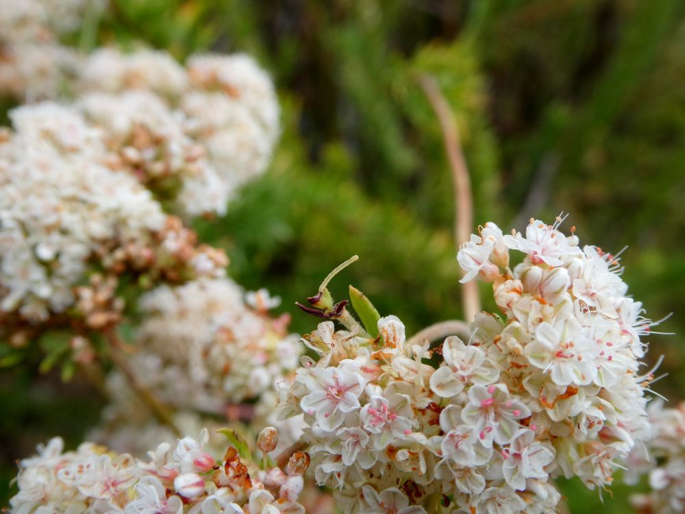 Photo of a very, very small and skinny green caterpillar on a buckwheat plant, pink and white flowers blooming around it as it reaches for the sky.