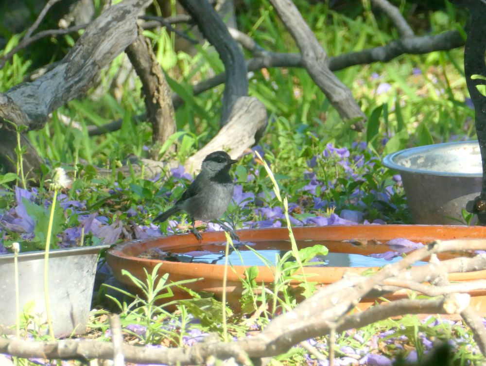 Photo of a mountain chickadee visiting a clay water dish in the grass. There are dead branches, more water bowls, and purple jacaranda flowers around it.