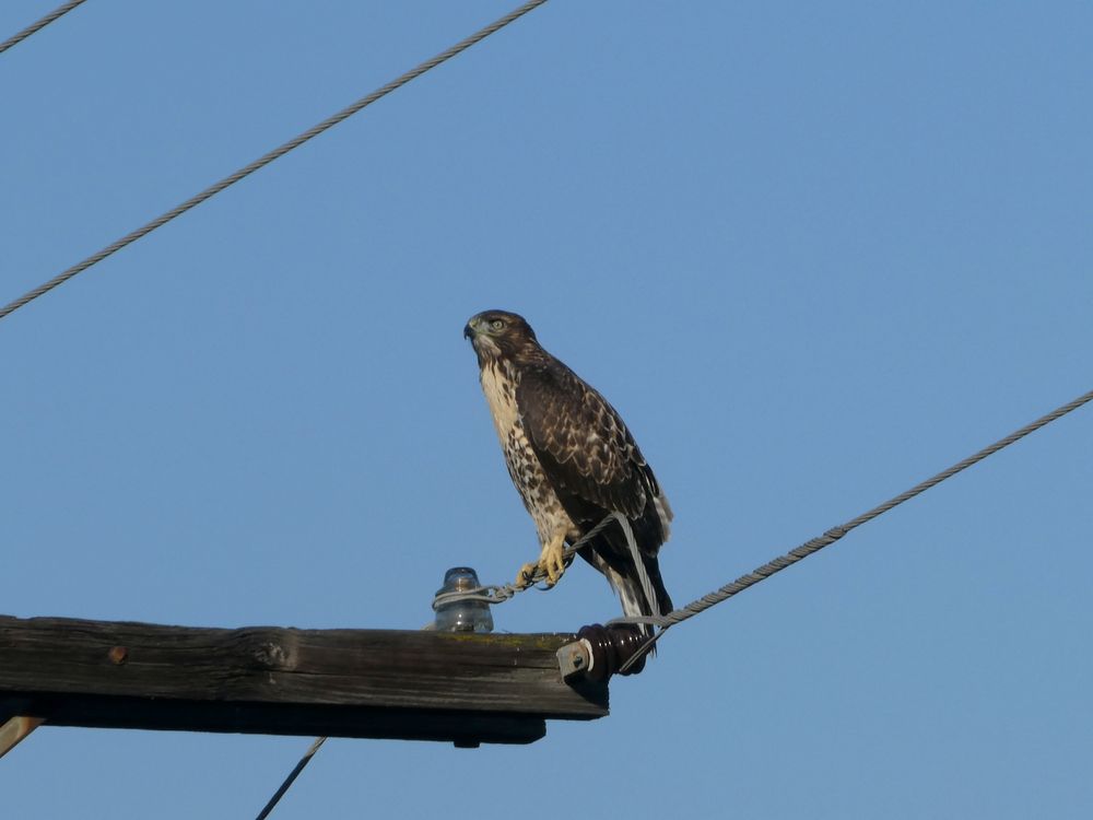 Photo of a young red-tailed hawk on a power line. It has a pale speckled belly and very dark colored back. Its eyes are pale and intense.