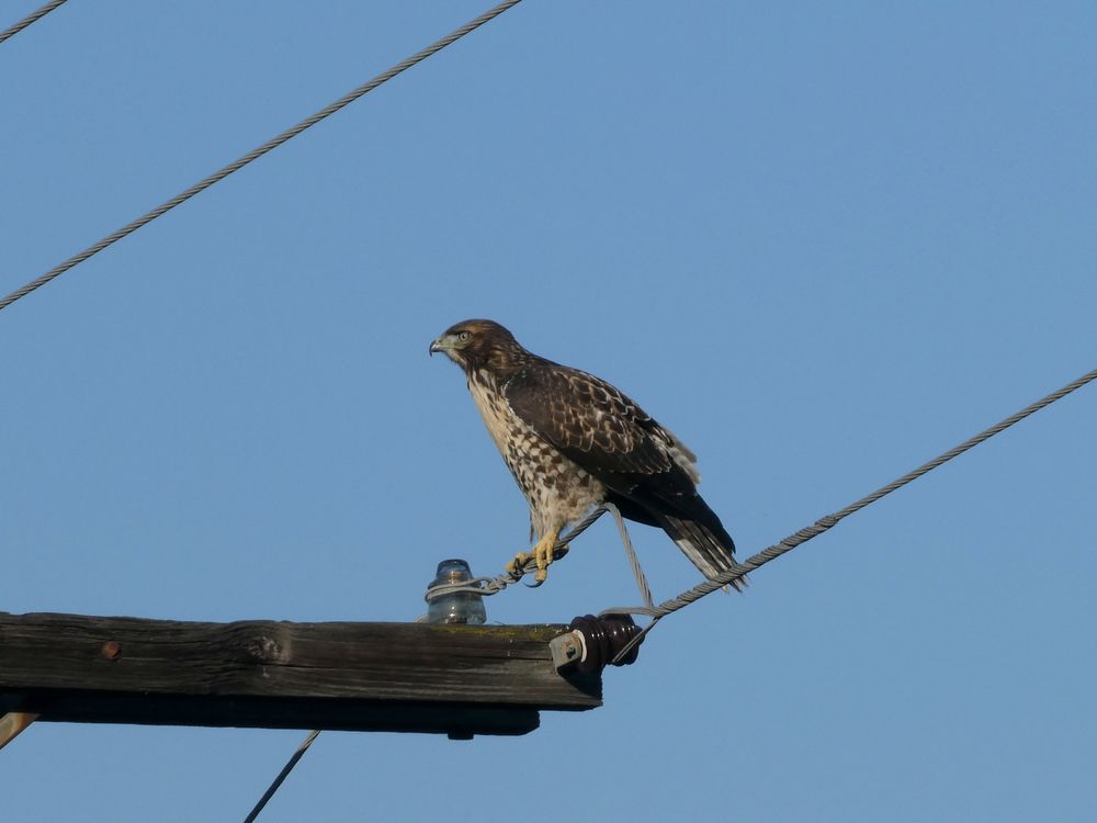 Photo of a young red-tailed hawk on a power line. It has a pale speckled belly and very dark colored back. Its eyes are pale and intense.