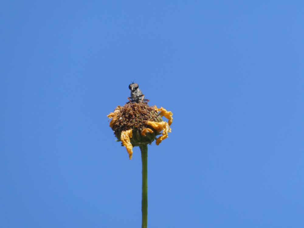 Photo of a large robber fly perched atop a brittlebush flower with a blue sky behind it. Mostly just its head and front legs are visible.