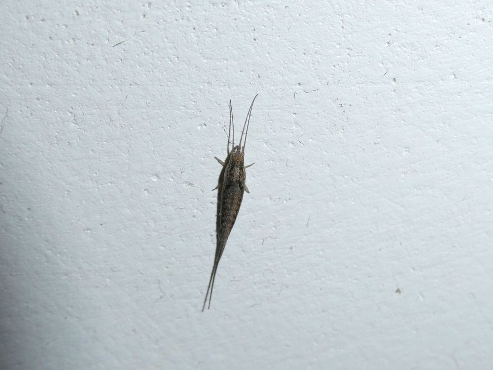 Photo of a bristletail on a white wall. It is long and mottled gray with big eyes and three tails. It vaguely resembles a shrimp.