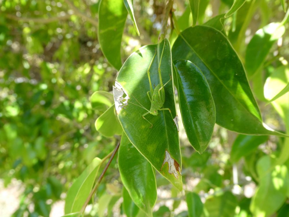 Photo of a bright green katydid nymph sitting among the equally bright green leaves of a ficus.