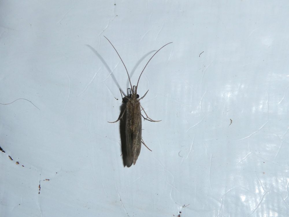 Photo of a caddisfly on a lumpy white wall, viewed from above. It is plain and brown.