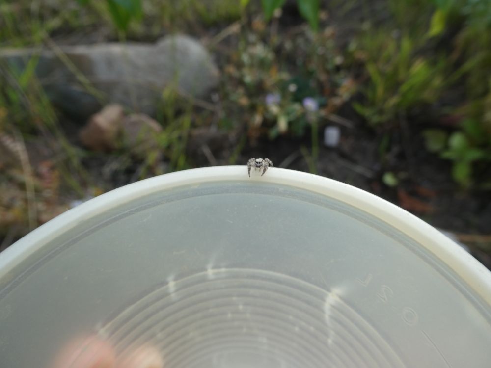 Photo of a small pale gray jumping spider perched on the edge of a small plastic cup. The spider looks tiny.