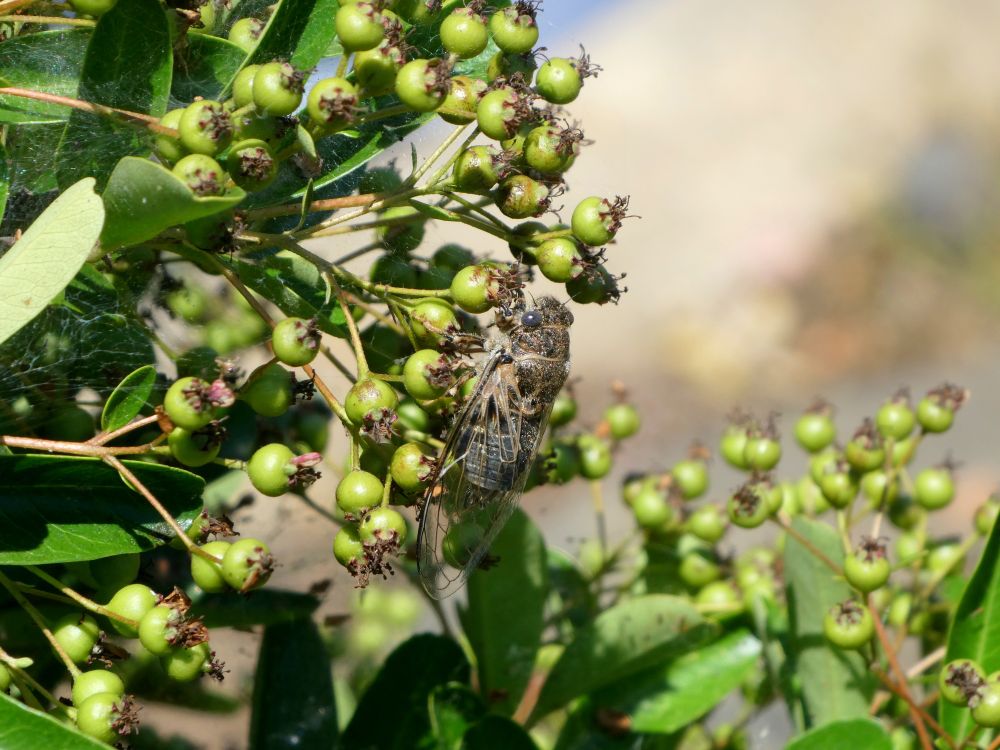 Photo of a Van Duzee's cicada sitting on some unripe berries on a bush. The cicada is brownish gray and fuzzy with blue-gray eyes.