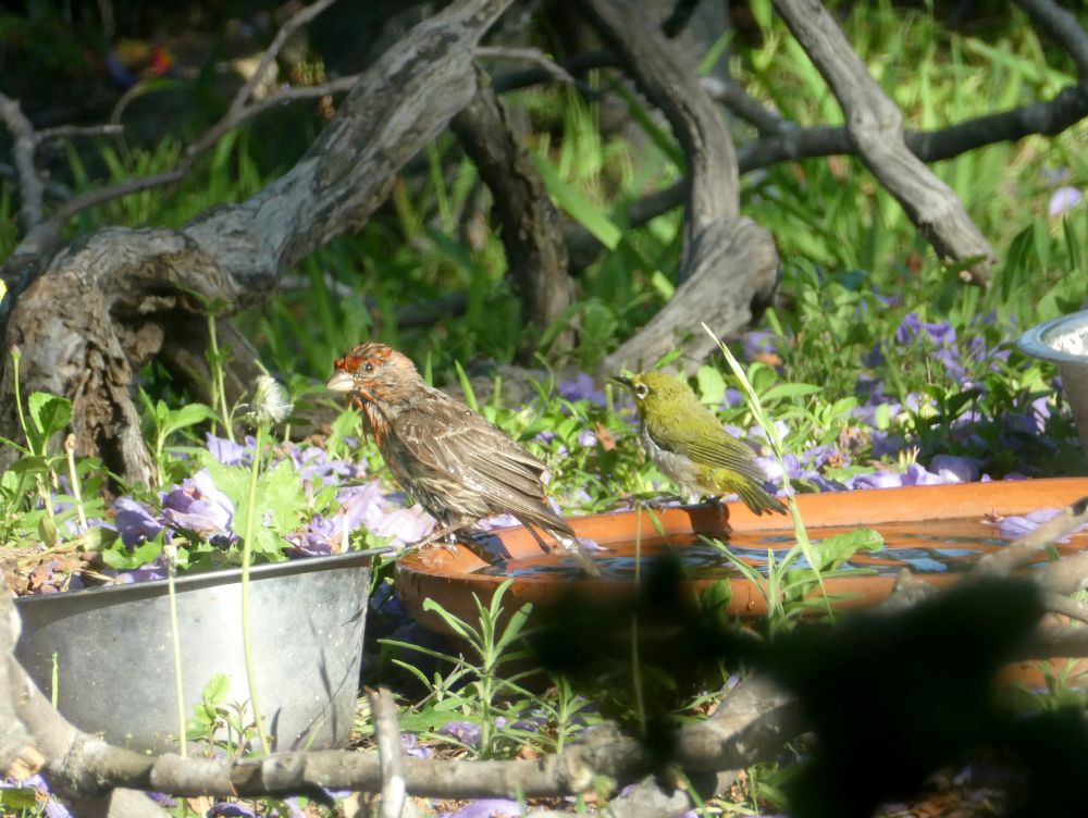 Photo of two birds perched on the edge of a clay water dish in the grass, surrounded by dead branches and purple jacaranda flowers. The house finch is very soggy, having just taken a bath. He is brown streaked with red on the face. The white-eye is a smaller yellow-green bird with a white eye ring.