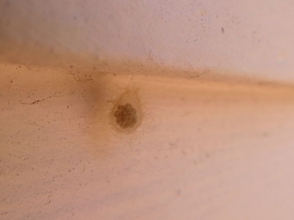 Photo of what looks sort of like a cluster of eggs inside a transparent woven sack. It is attached to a wall.